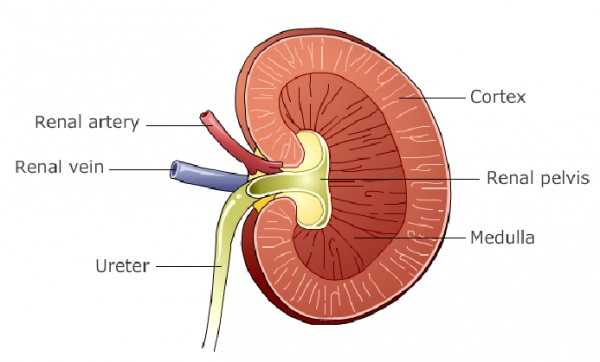 diagram of a kidney